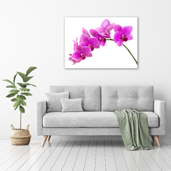 Quadro su vetro Orchidea rosa