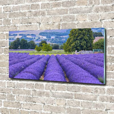 Quadro su vetro Campo di lavanda