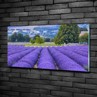 Quadro su vetro Campo di lavanda