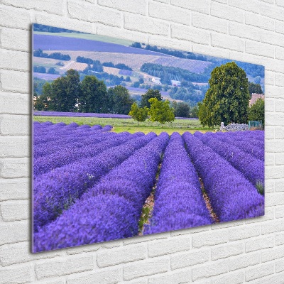 Quadro su vetro Campo di lavanda