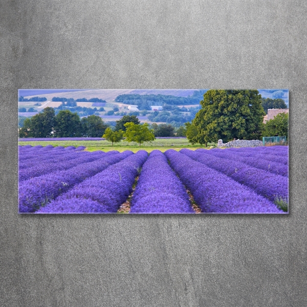 Quadro su vetro Campo di lavanda