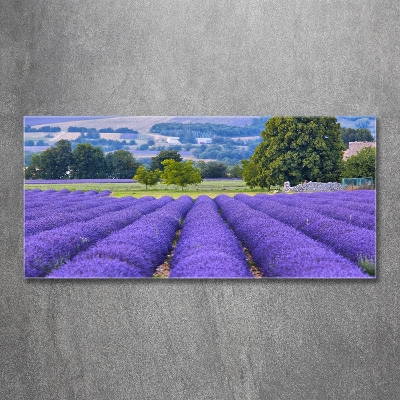 Quadro su vetro Campo di lavanda