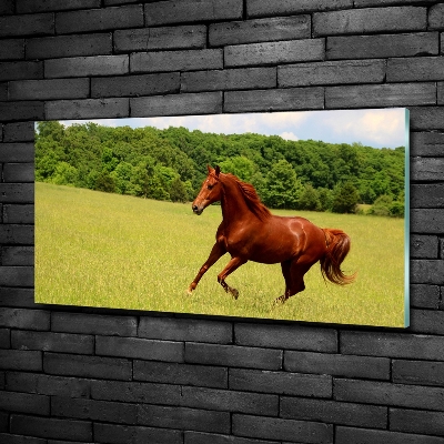 Quadro vetro Un cavallo nel prato