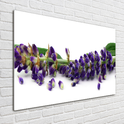 Quadro vetro Lavanda