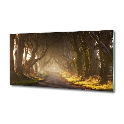 Quadro vetro Nebbia nella foresta