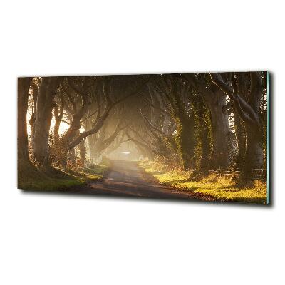 Quadro vetro Nebbia nella foresta
