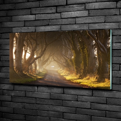 Quadro vetro Nebbia nella foresta