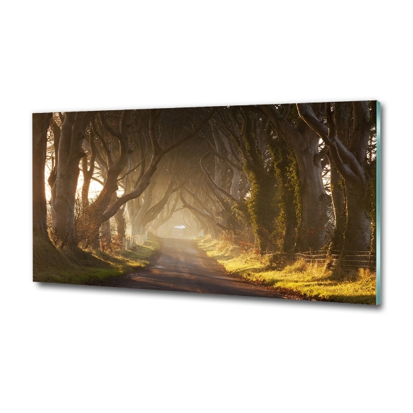 Quadro vetro Nebbia nella foresta