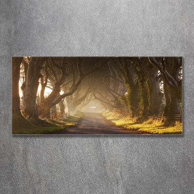 Quadro vetro Nebbia nella foresta