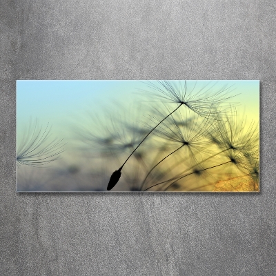 Quadro su vetro Semi di tarassaco