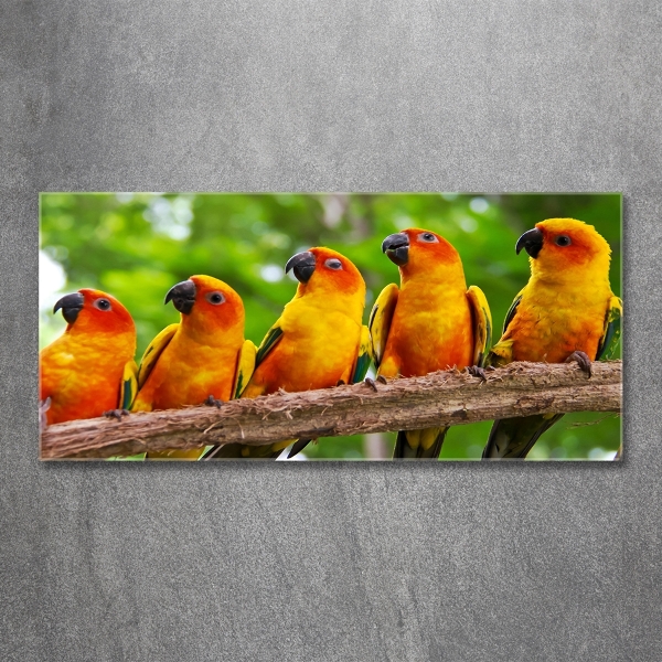 Quadro su vetro Pappagalli su un ramo