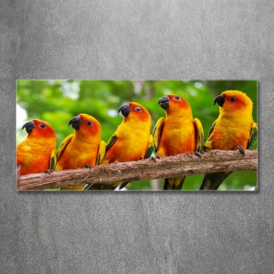 Quadro su vetro Pappagalli su un ramo