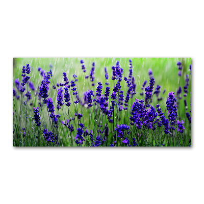 Quadro su vetro Lavanda