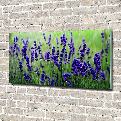 Quadro su vetro Lavanda