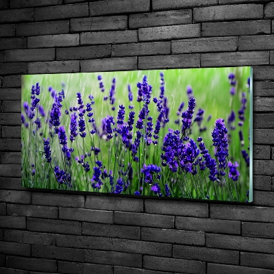 Quadro su vetro Lavanda
