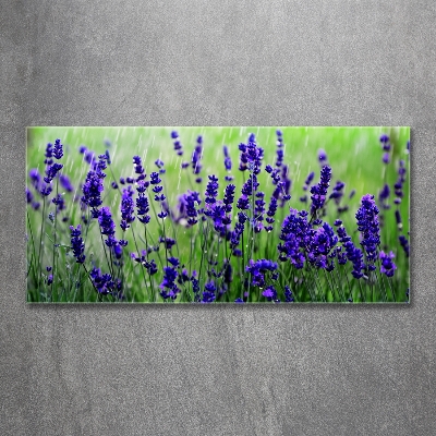 Quadro su vetro Lavanda