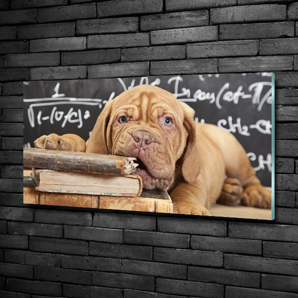 Quadro su vetro Il cane sta mordendo il libro