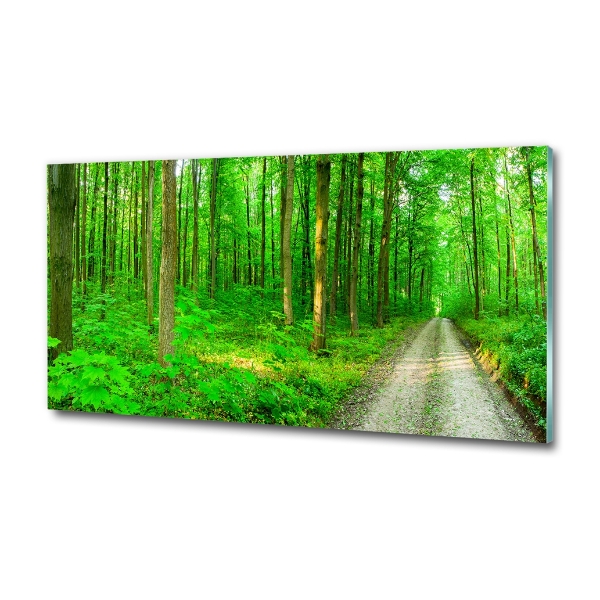 Quadro su vetro Alberi nella foresta