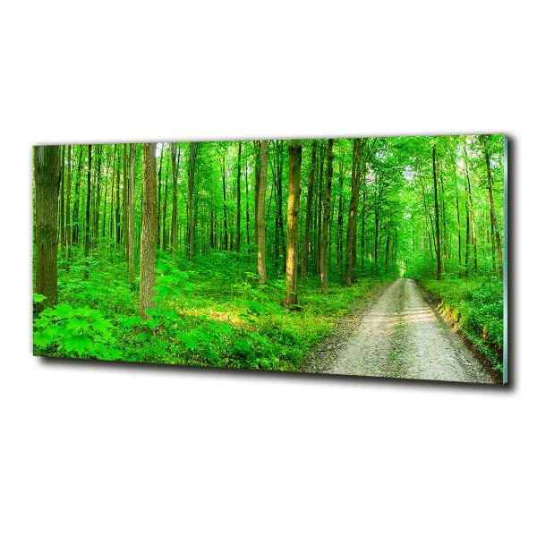 Quadro su vetro Alberi nella foresta