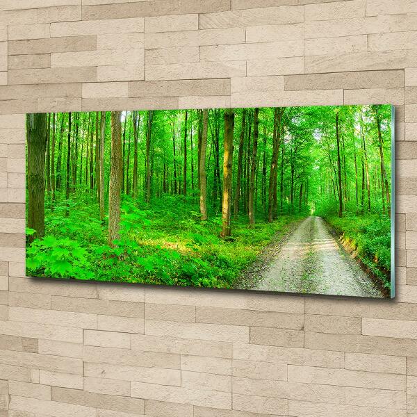 Quadro su vetro Alberi nella foresta