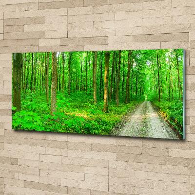 Quadro su vetro Alberi nella foresta