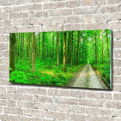 Quadro su vetro Alberi nella foresta