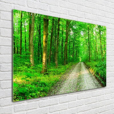 Quadro su vetro Alberi nella foresta
