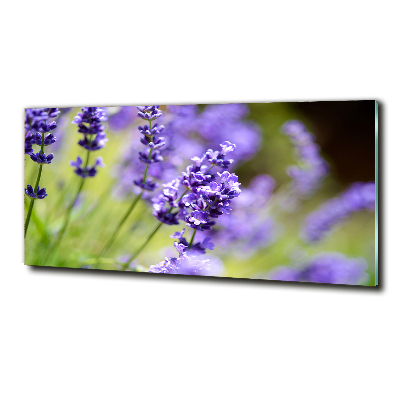 Quadro vetro Lavanda
