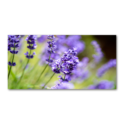Quadro vetro Lavanda