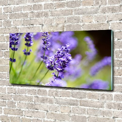 Quadro vetro Lavanda