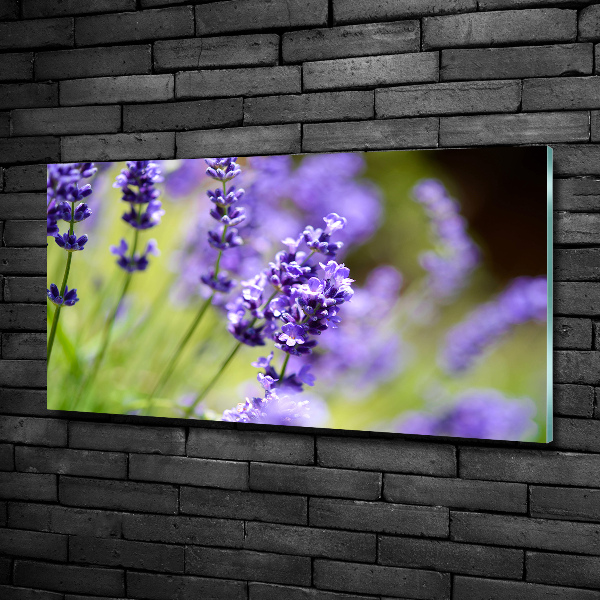 Quadro vetro Lavanda