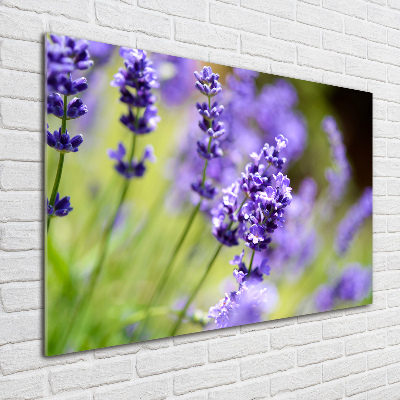 Quadro vetro Lavanda