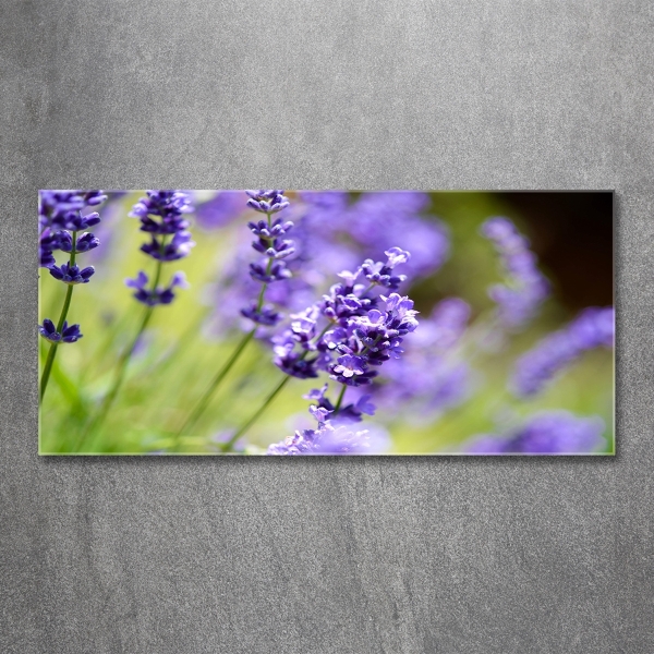 Quadro vetro Lavanda