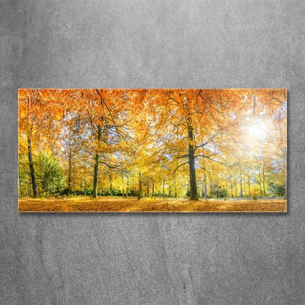 Quadro vetro Foresta in autunno