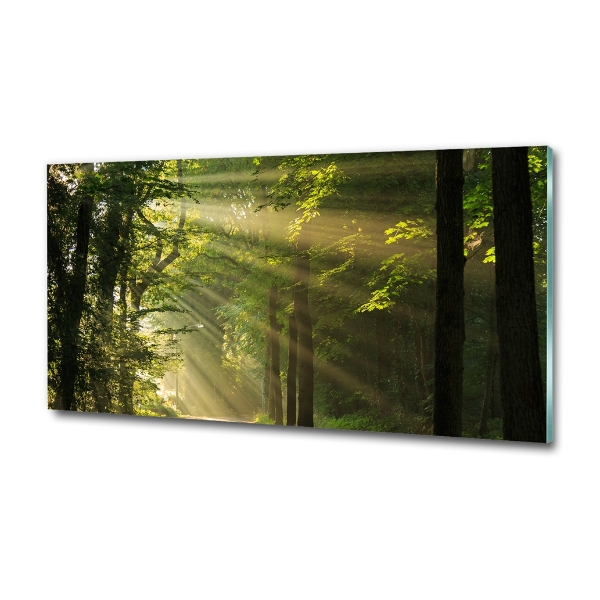 Quadro su vetro Foresta al sole