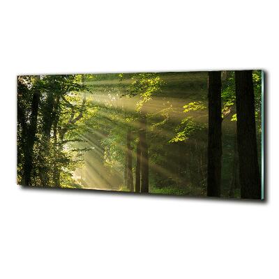 Quadro su vetro Foresta al sole