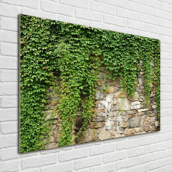 Quadro in vetro Edera verde
