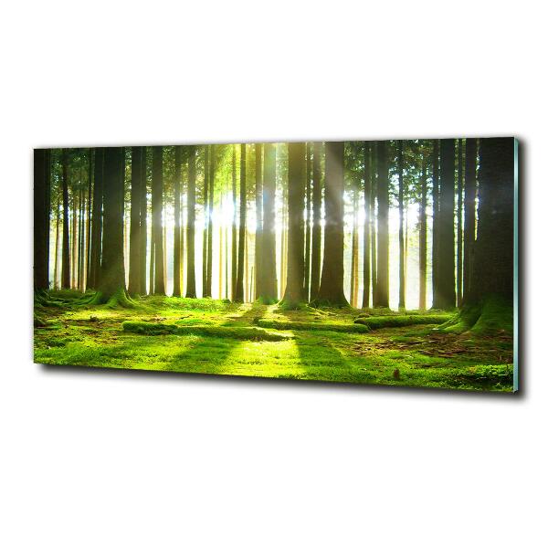 Quadro vetro Foresta al sole
