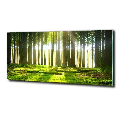 Quadro vetro Foresta al sole