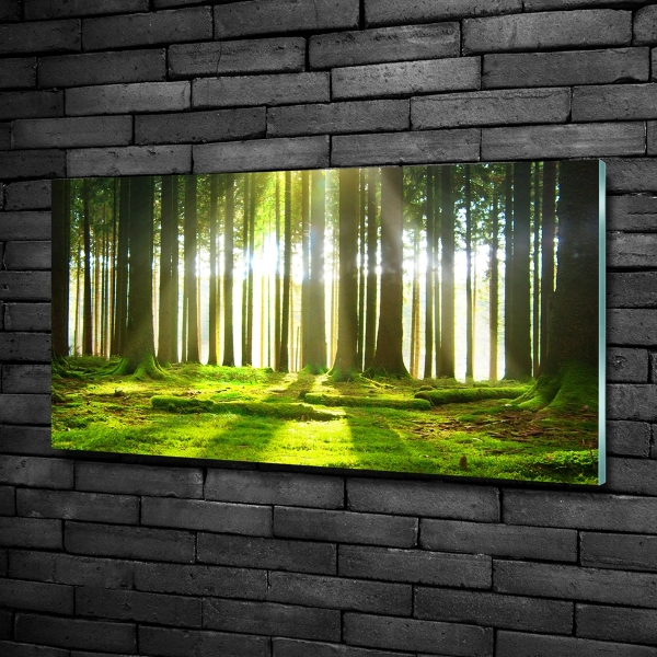 Quadro vetro Foresta al sole