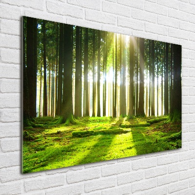 Quadro vetro Foresta al sole