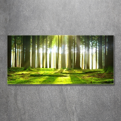 Quadro vetro Foresta al sole
