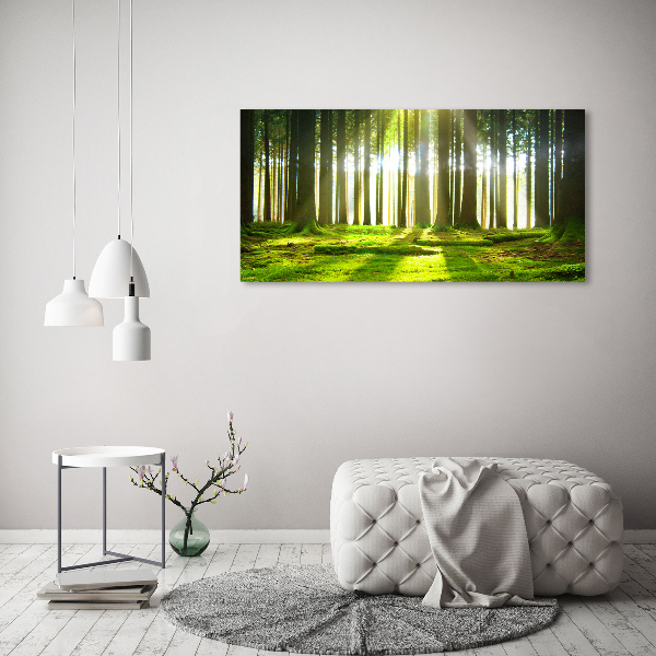 Quadro vetro Foresta al sole