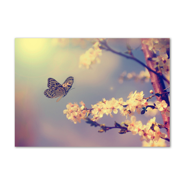 Quadro su vetro Fiore di ciliegio e farfalla