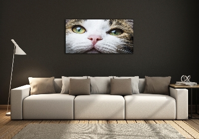 Quadro su vetro Occhi di gatto verdi