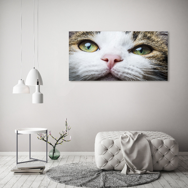 Quadro su vetro Occhi di gatto verdi