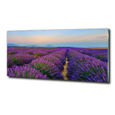 Quadro vetro Campo di lavanda