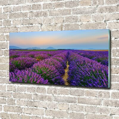 Quadro vetro Campo di lavanda