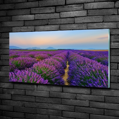 Quadro vetro Campo di lavanda