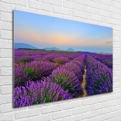 Quadro vetro Campo di lavanda